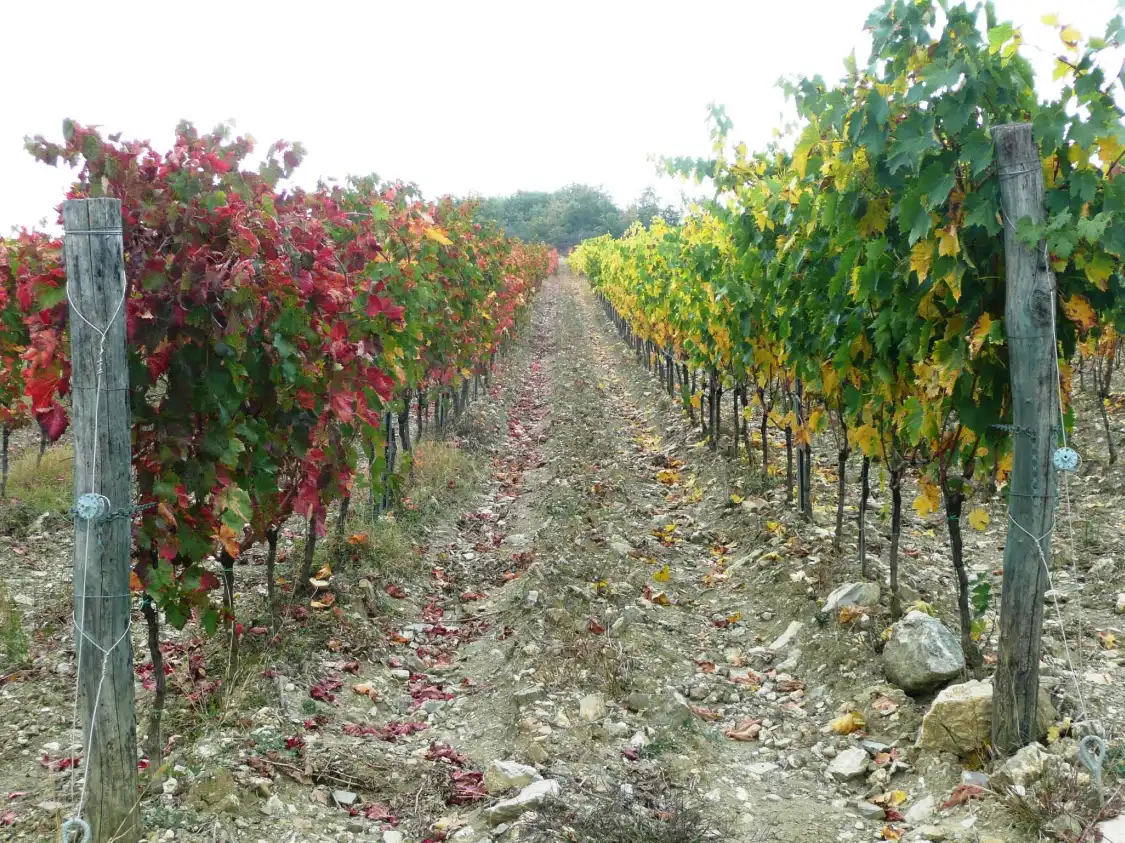 Hotel in zona GRAPE TOURS - wine tours in Tuscany