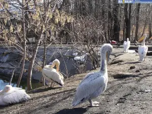 Penza Zoo