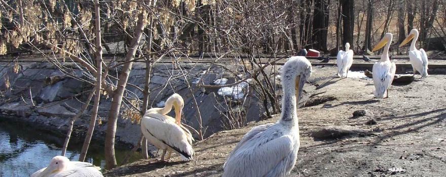 Penza Zoo