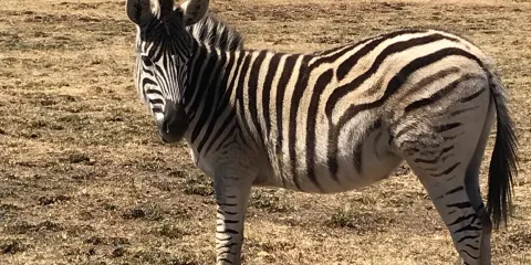 Moreleta Kloof Nature Reserve