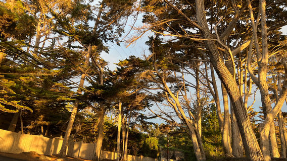 Del Monte Forest