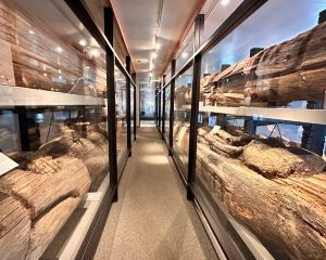 香港-凱奇坎 機票酒店 自由行