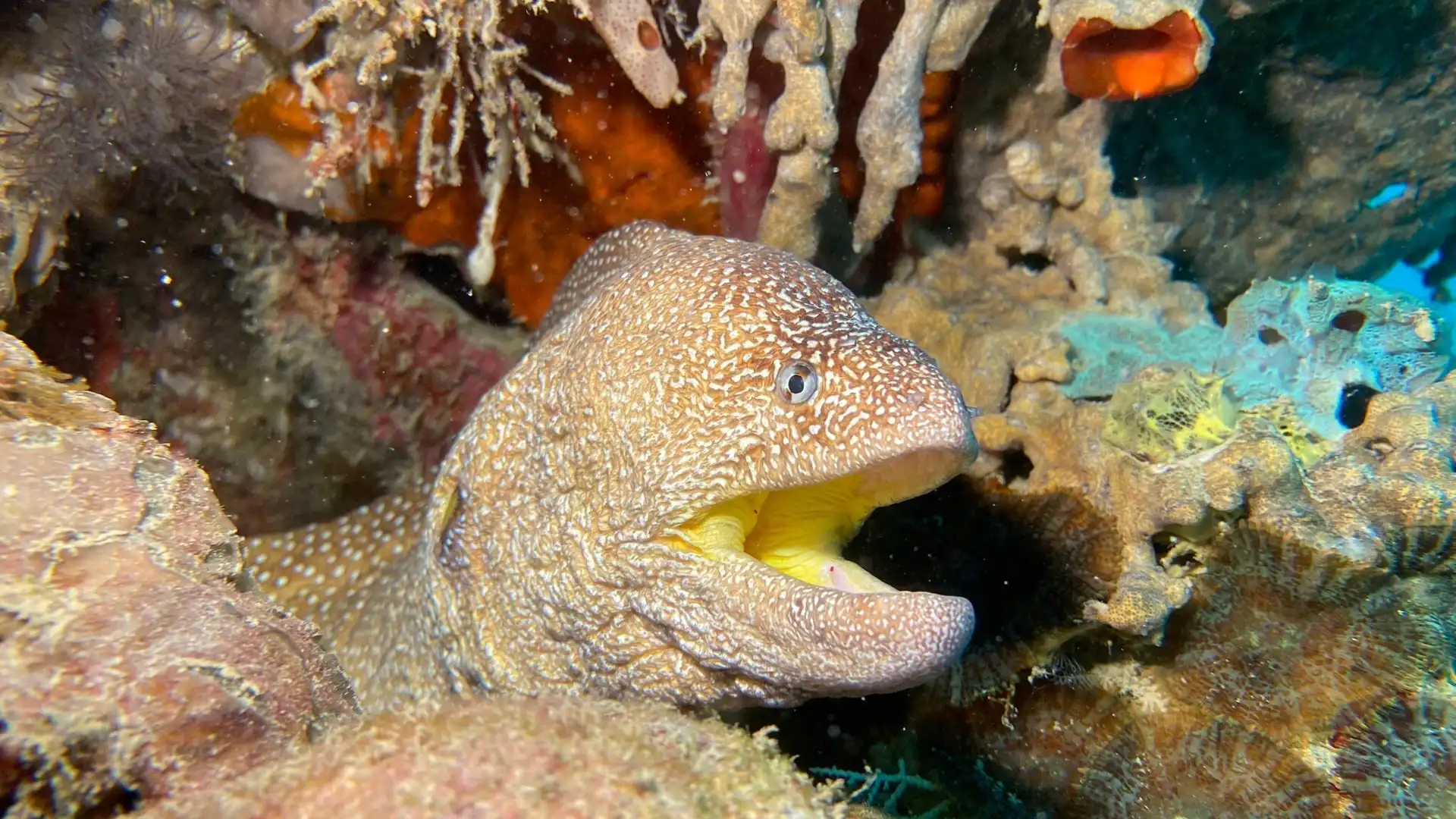 Hotels near Diving Poseidon