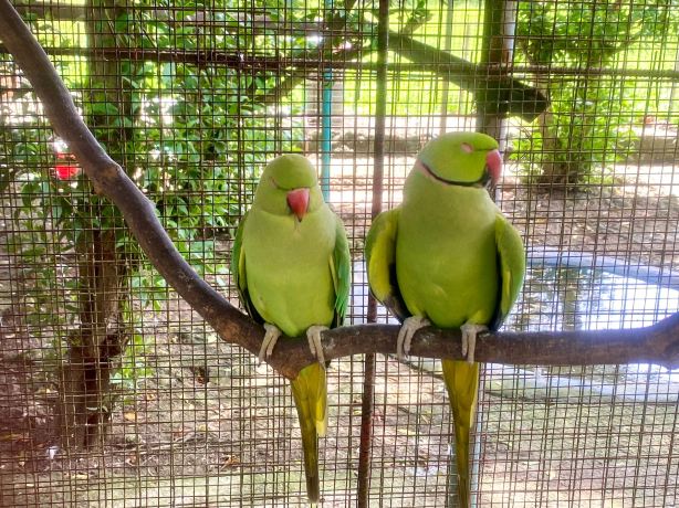 Xzootic Animal Park & Butterfly Garden