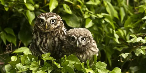 Andy Howeys Birds of Prey Centre