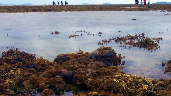 Kurrimine Beach