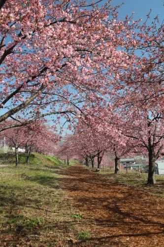 Shibukawa