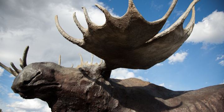 Antler Arches of Jackson