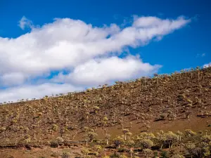 Quiver Tree Forest