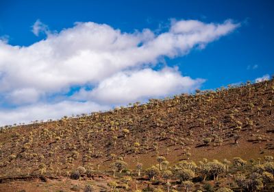 Quiver Tree Forest
