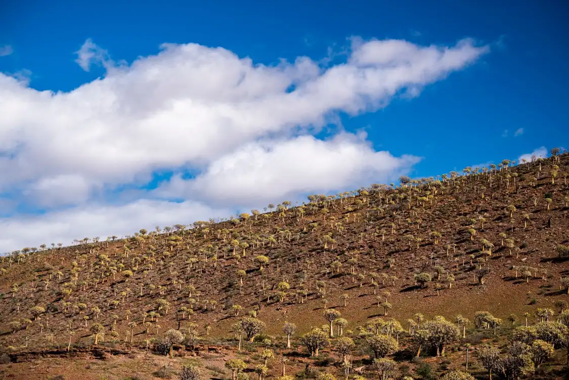 Hotels near Quiver Tree Forest