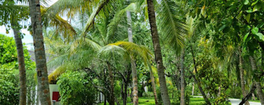Gasfinolhu
