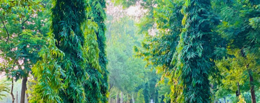 Walk Way Garden