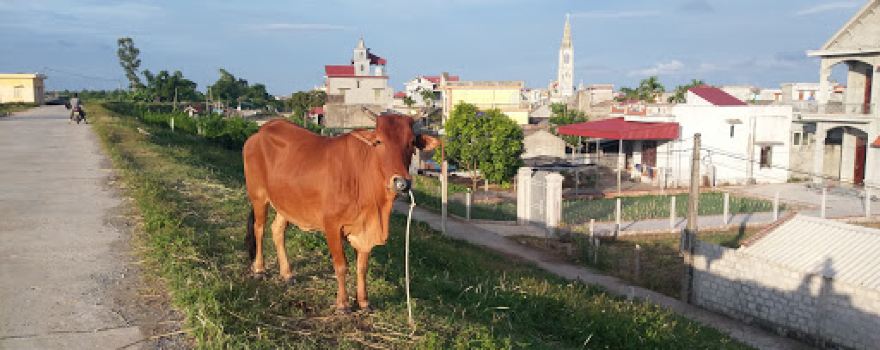 Nhà thờ Việt Yên