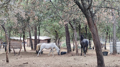 Parc Animalier Les Aigles du Verdon