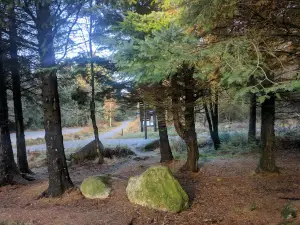 Haugstadskogen