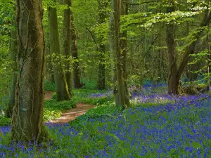 Killinthomas Wood