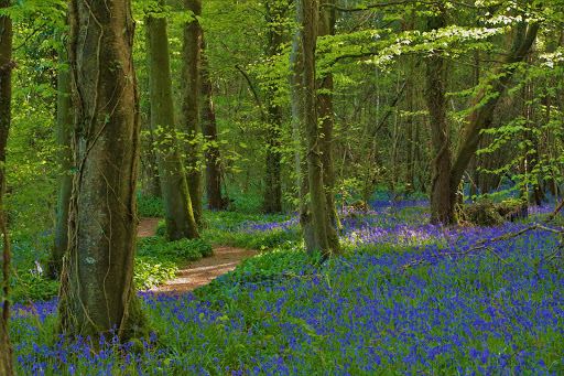 Killinthomas Wood