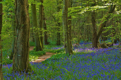 Killinthomas Wood