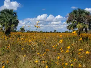 Fisheating Creek Wildlife Management Area
