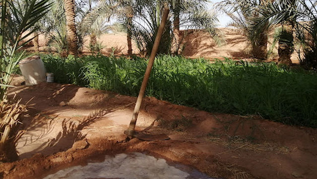 Stream(sagia) timliha