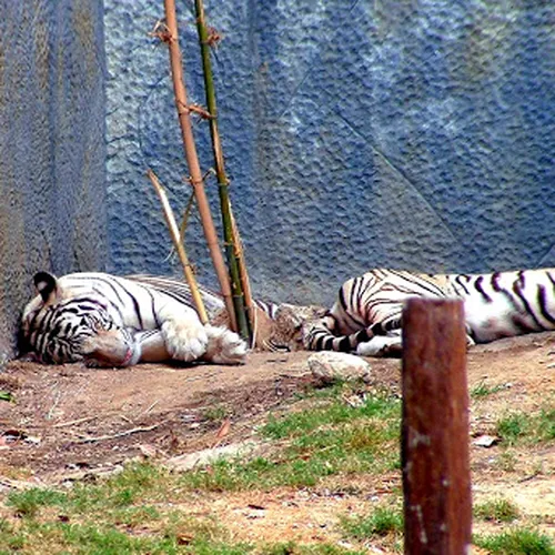 Wiang Phing Rose Garden
