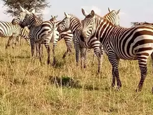 Bright safaris Uganda limited