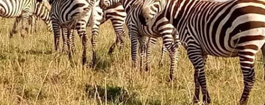 Bright safaris Uganda limited