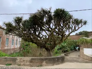 Cova Rodela Dragon Tree