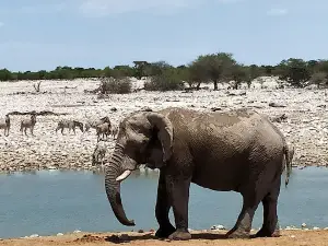 King Nehale Waterhole