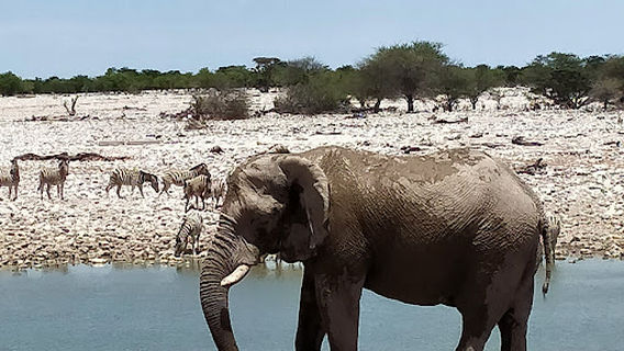 King Nehale Waterhole