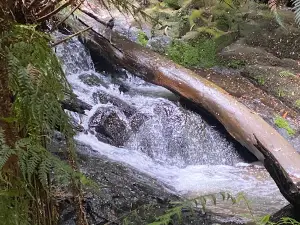 Tarra Valley Picnic Area