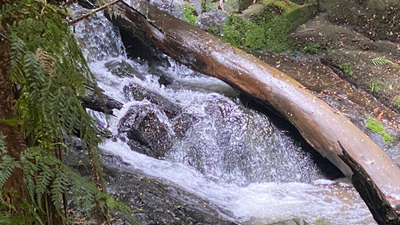 Tarra Valley Picnic Area
