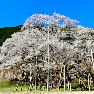 根尾谷淡墨桜