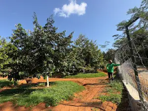 Aa Kadu (kebun durian)