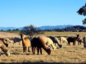 Blackwattle Alpaca Farm