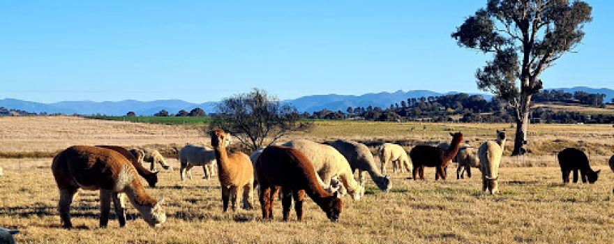 Blackwattle Alpaca Farm