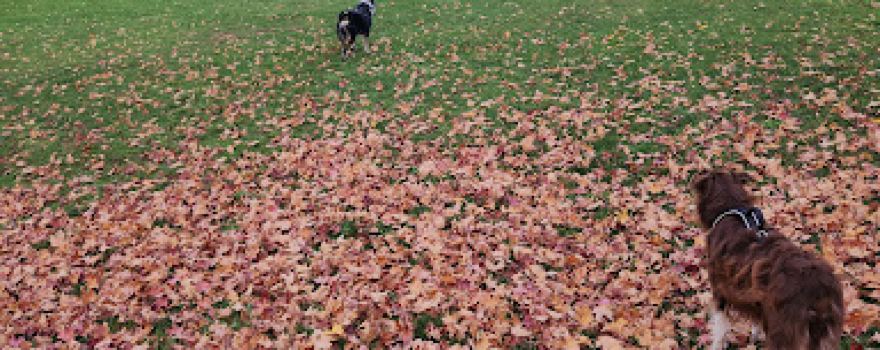 Bark Park