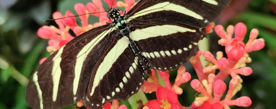 Cabo Blanco Butterfly Farm