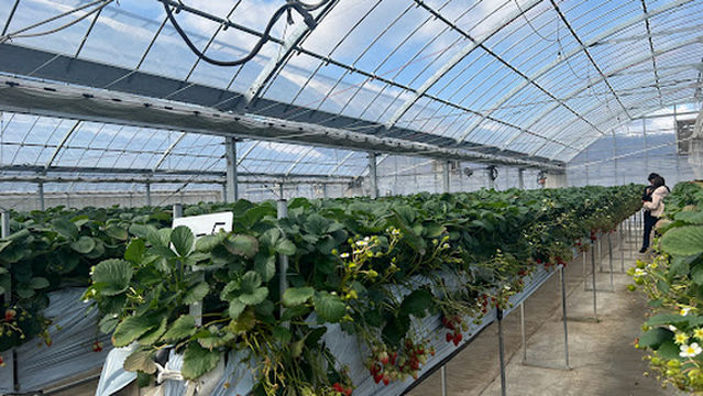 Harada strawberry farm