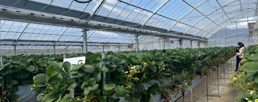 Harada strawberry farm