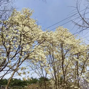 대한불교조계종 구룡사