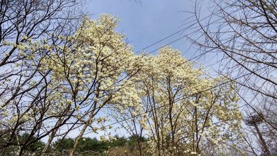 Guryongsa Temple