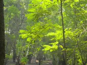 Ballavpur Wildlife Sanctuary