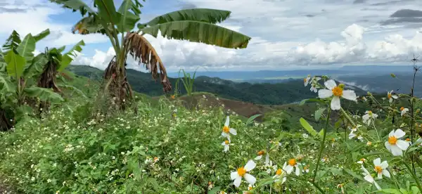 Mae Suai