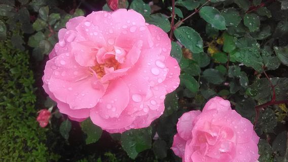 Парк Промнад