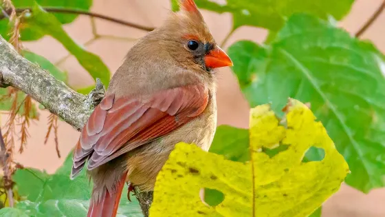 Norman Bird Sanctuary