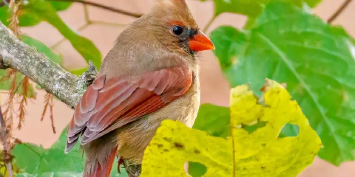 Norman Bird Sanctuary