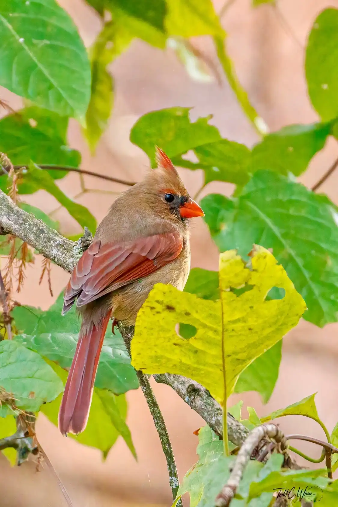 Hotels near Norman Bird Sanctuary