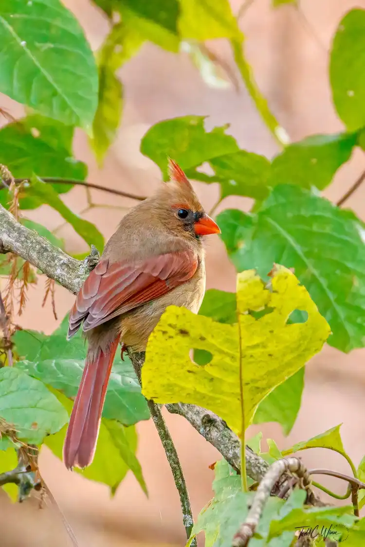 Hotels near Norman Bird Sanctuary